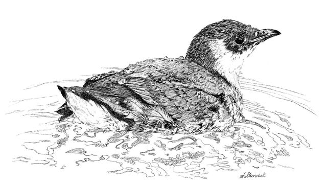 Ancient Murrelet