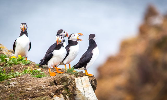 Talkative Puffin