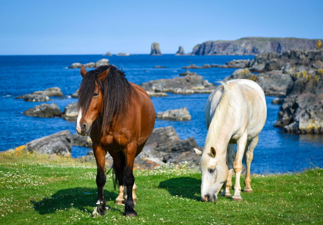 Horsin' Around