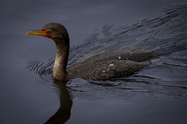 Cormorant