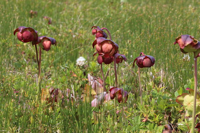 The Pitcher Plant