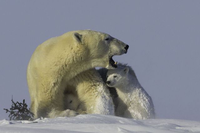Mothers Protection