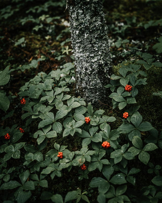Along The Trail