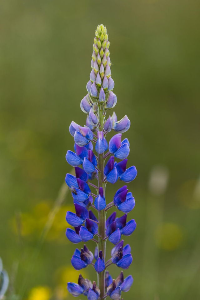 Blue Lupin
