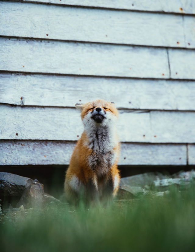 Smiling Fox