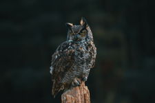 Great Horned Owl