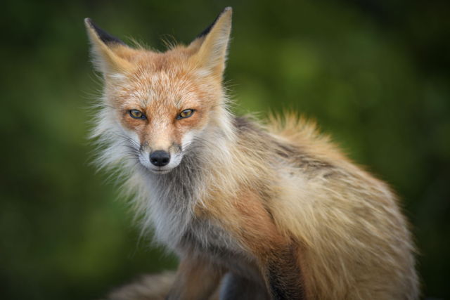 Fox Beauty