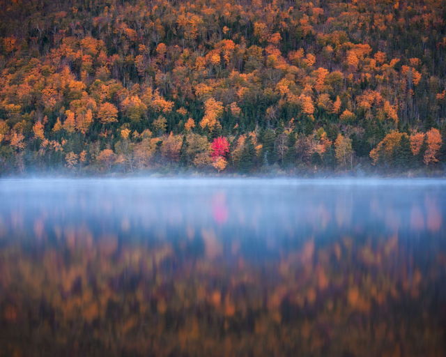 Red Tree Humber River