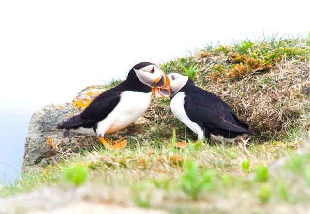Puffin courtship