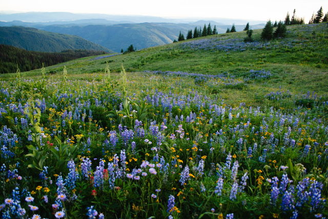 Flowers Over the Valley