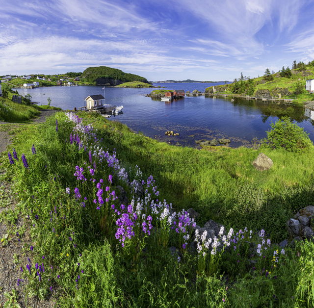 Summer Day in Morton's Harbour