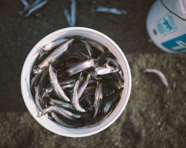Bucket of Capelin