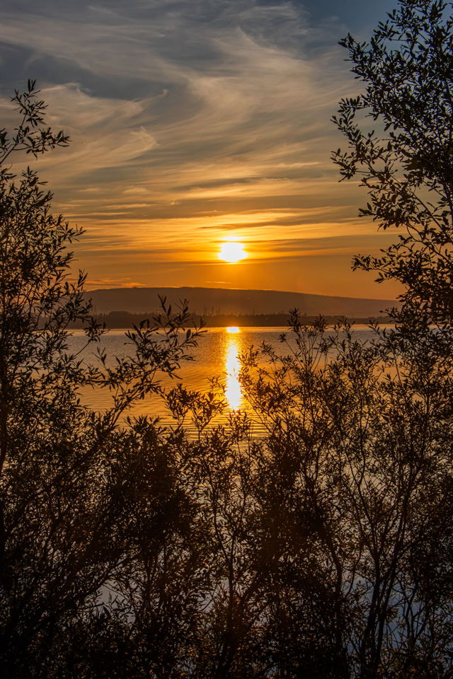 Sunrise through the Trees