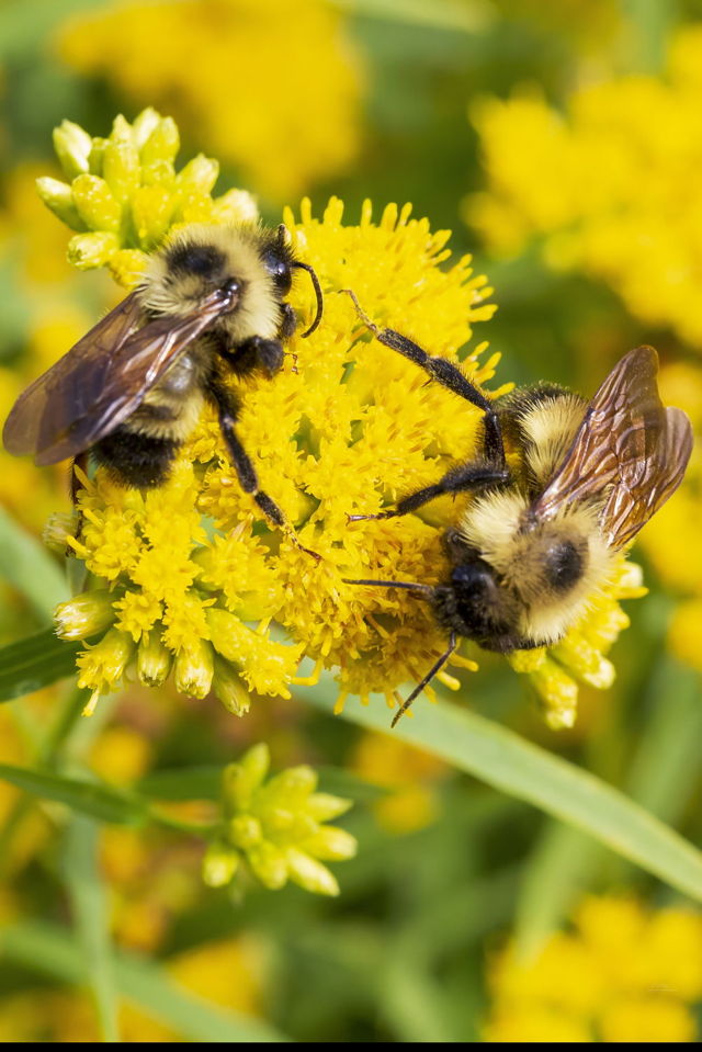 2 Busy Bees
