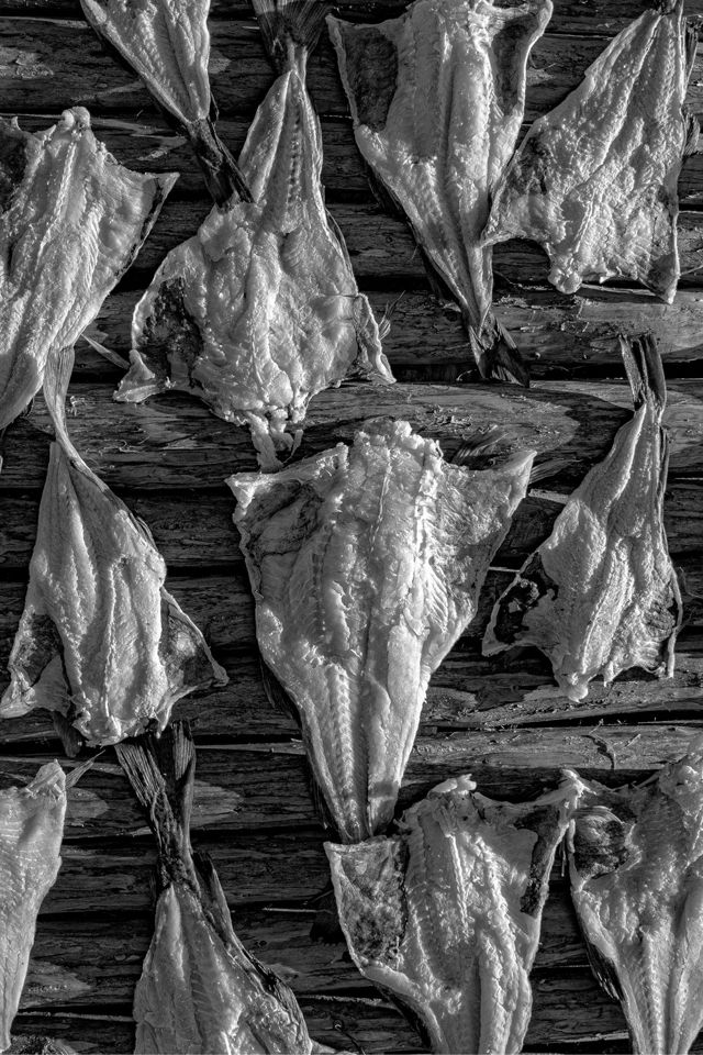 Drying Salt Fish