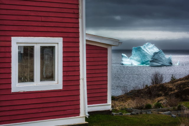 Pouch Cove Spring Visitor