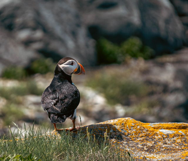 Puffin Back On