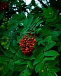 Dogberries