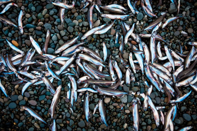Capelin on the Rocks
