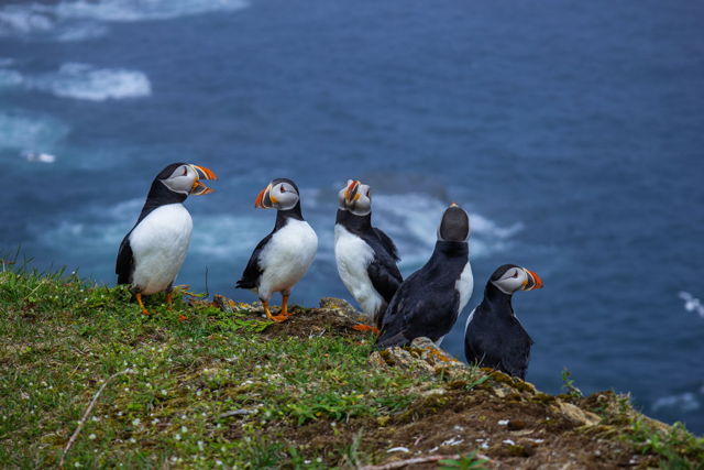 Another Puffin Meeting