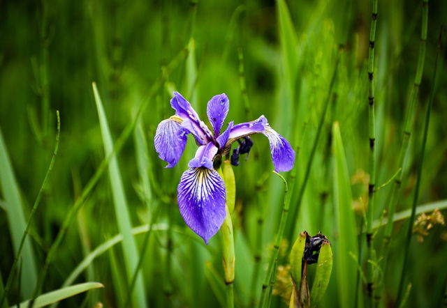Iris