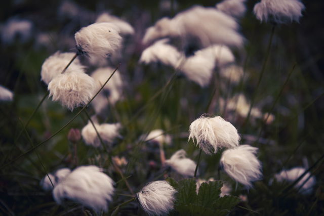 Cottongrass 2