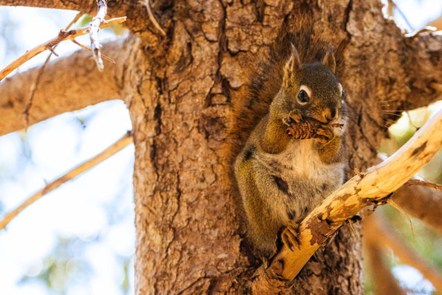 Red Squirrel With a Snack