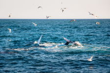 Whale Watching in St. Vincent's