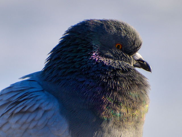 Iridescent