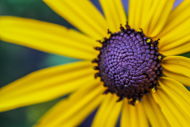 Yellow Flower Macro