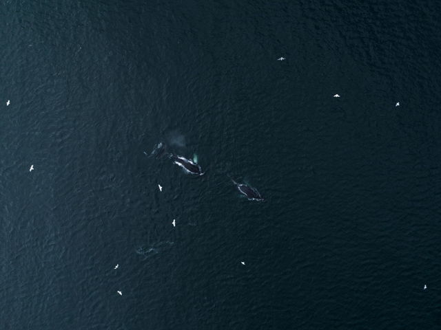 Follow The Leader