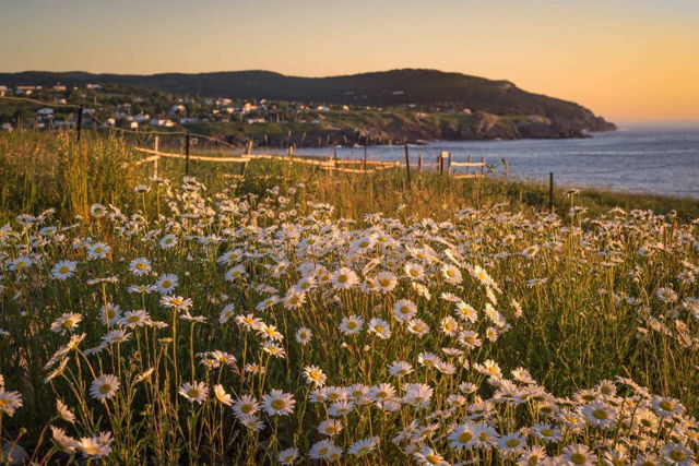 Pouch Cove Daisies