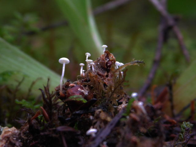 Collybia