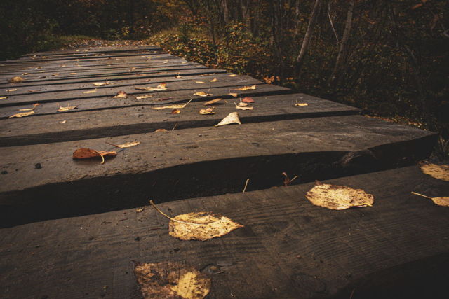 Bridge and Leaves 3