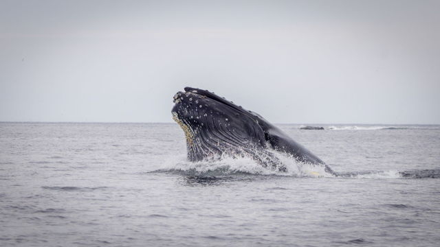 Breaching Whale