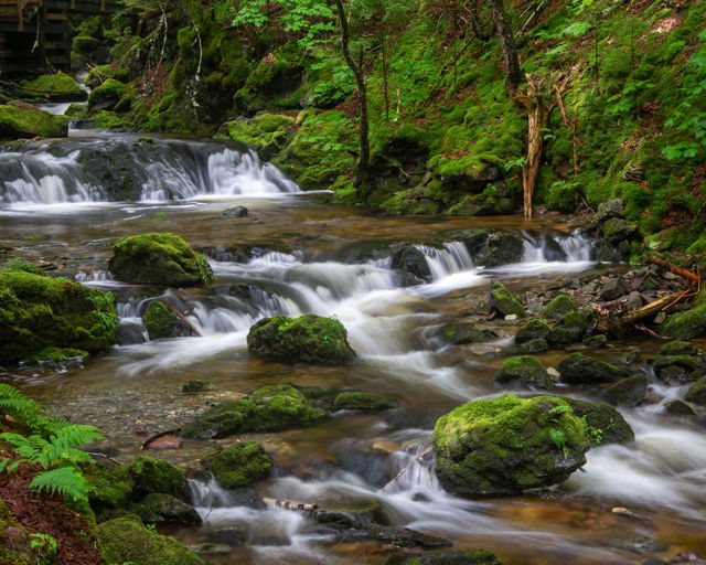 Dickson Brook, NB
