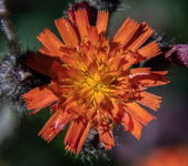 Hawkweed Flower