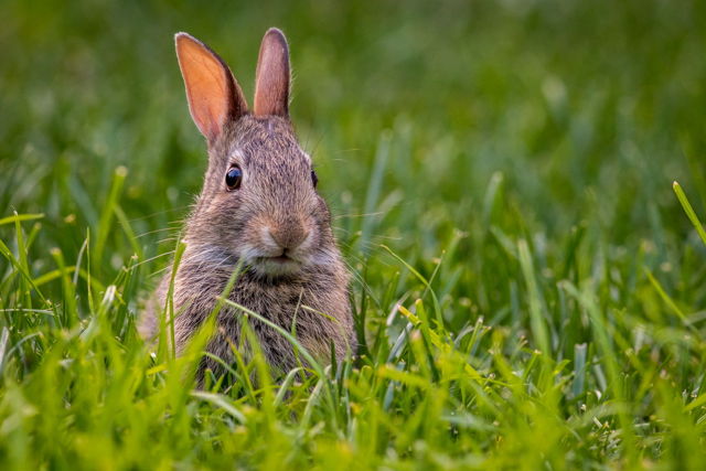 Enjoying the Grass