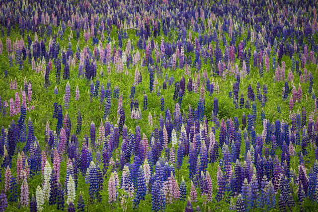 A Field of Lupines