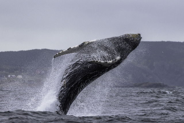 Full Humpback whale breach