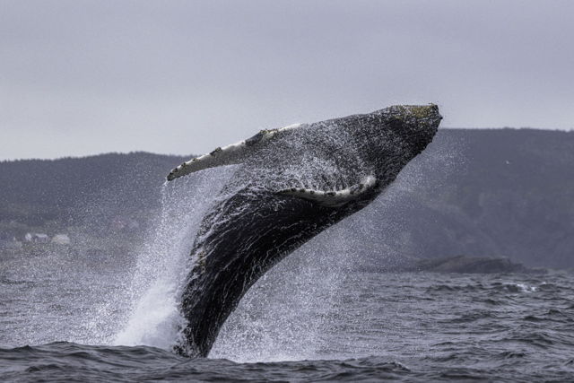 Full Humpback Whale Breach