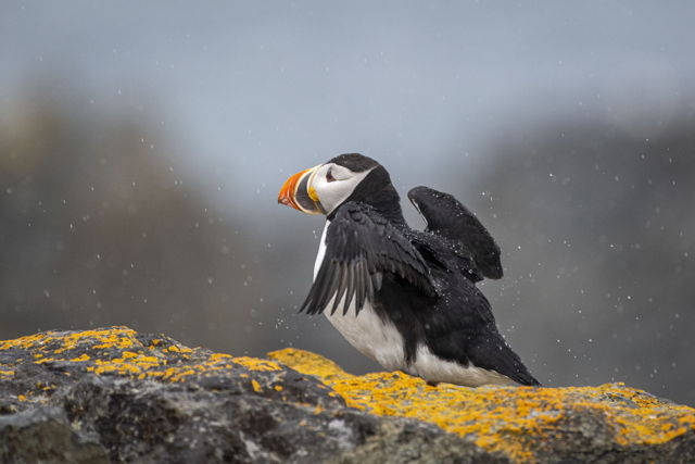 Raindrops off a Puffins back