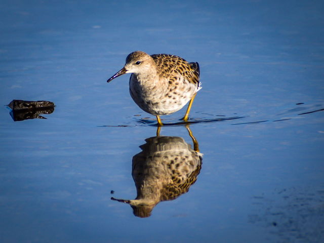 Ruff reflection