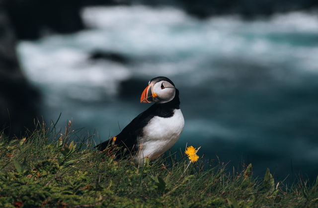 Summertime Puffin