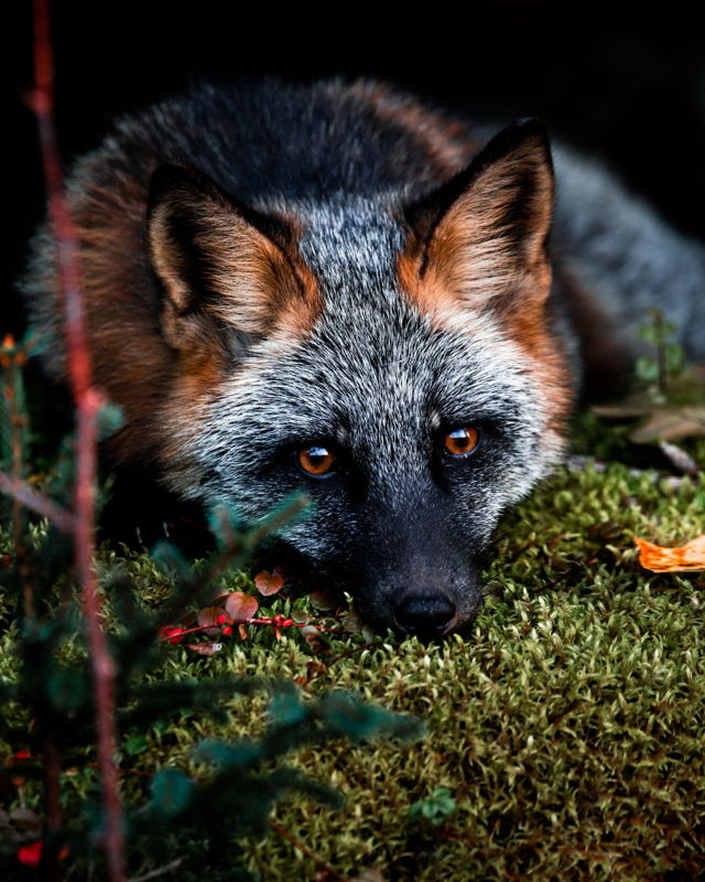 Fox in the Green