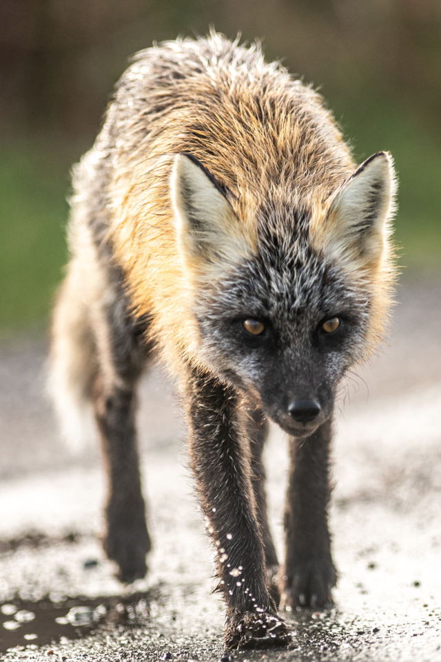 Fox on the move