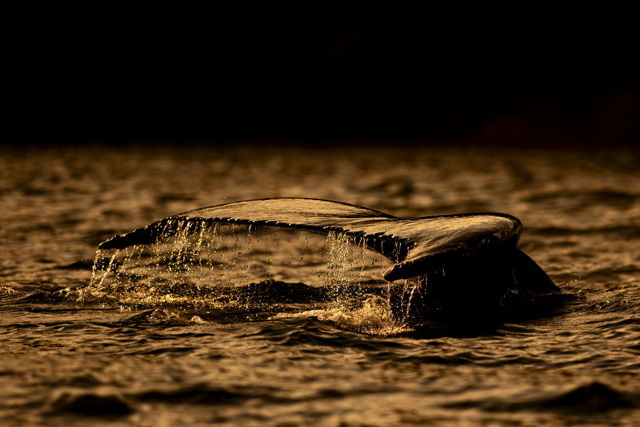 Trinity Whale