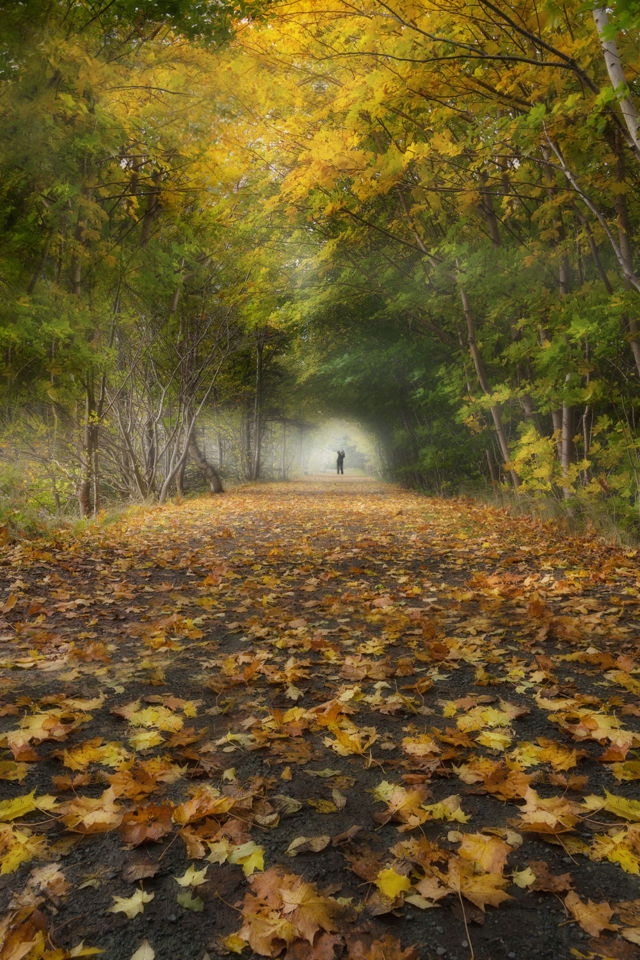 Bowring Park's Foliage Arch