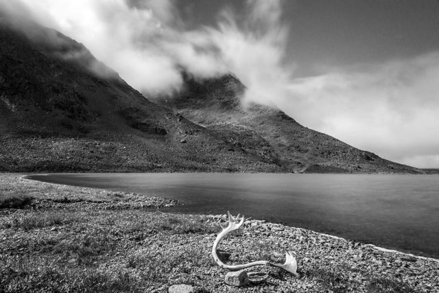 Once They Roamed - Labrador