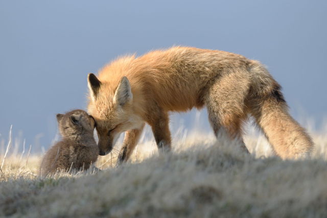 Red Fox Mother and Kit